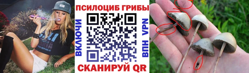 где продают наркотики  Осинники  Псилоцибиновые грибы мицелий 